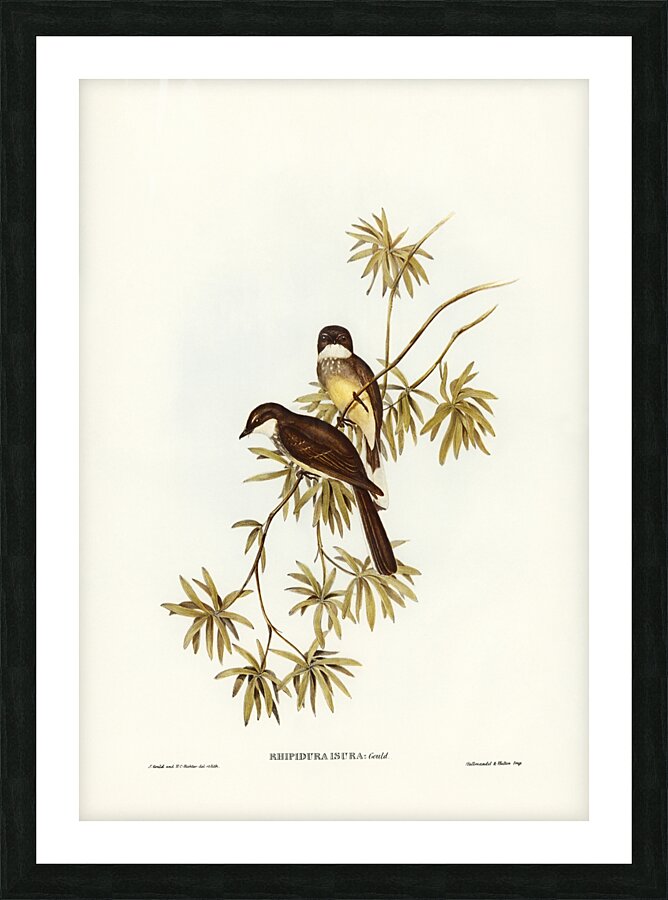 Northern Fantail Rhipidura isura illustrated by Elizabeth Gould 1804–1841 for John Gould’s 1804-1881 Birds of Australia  Picture Frame print