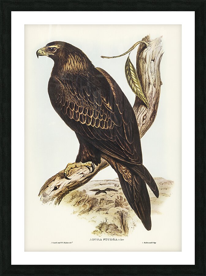 Wedge-tailed Eagle Aquila focosa illustrated by Elizabeth Gould 1804–1841 for John Gould’s 1804-1881 Birds of Australia  Picture Frame print