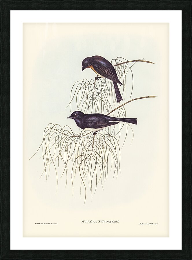 Shining Flycatcher Myiagra nitida illustrated by Elizabeth Gould 1804–1841 for John Gould’s 1804-1881 Birds of Australia  Picture Frame print
