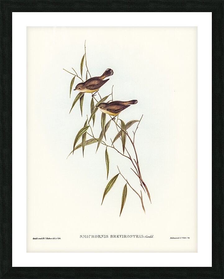 Short-billed tree tit Smicrornis brevirostris illustrated by Elizabeth Gould 1804–1841 for John Gould’s 1804-1881 Birds of Australia  Picture Frame print