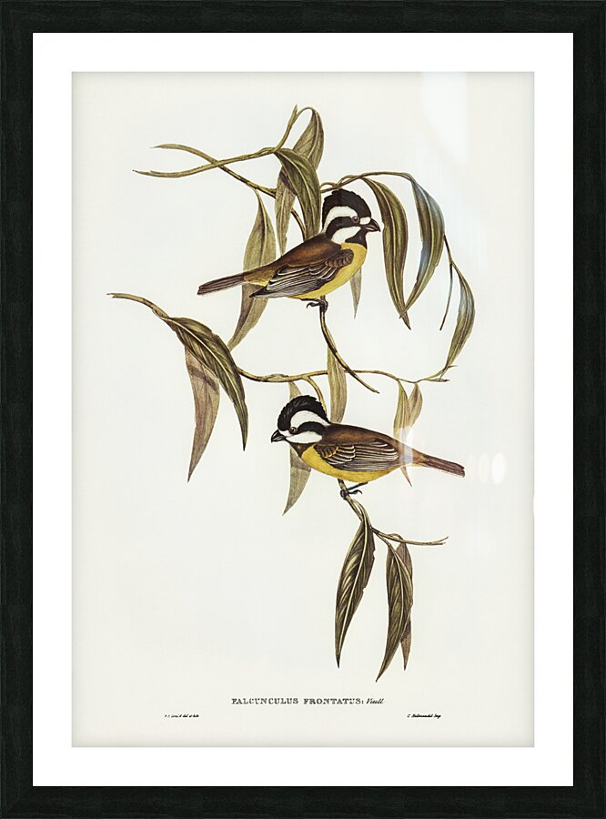Frontal Shrike-Tit Falcunculus frontatus illustrated by Elizabeth Gould 1804–1841 for John Gould’s 1804-1881 Birds of Australia  Picture Frame print