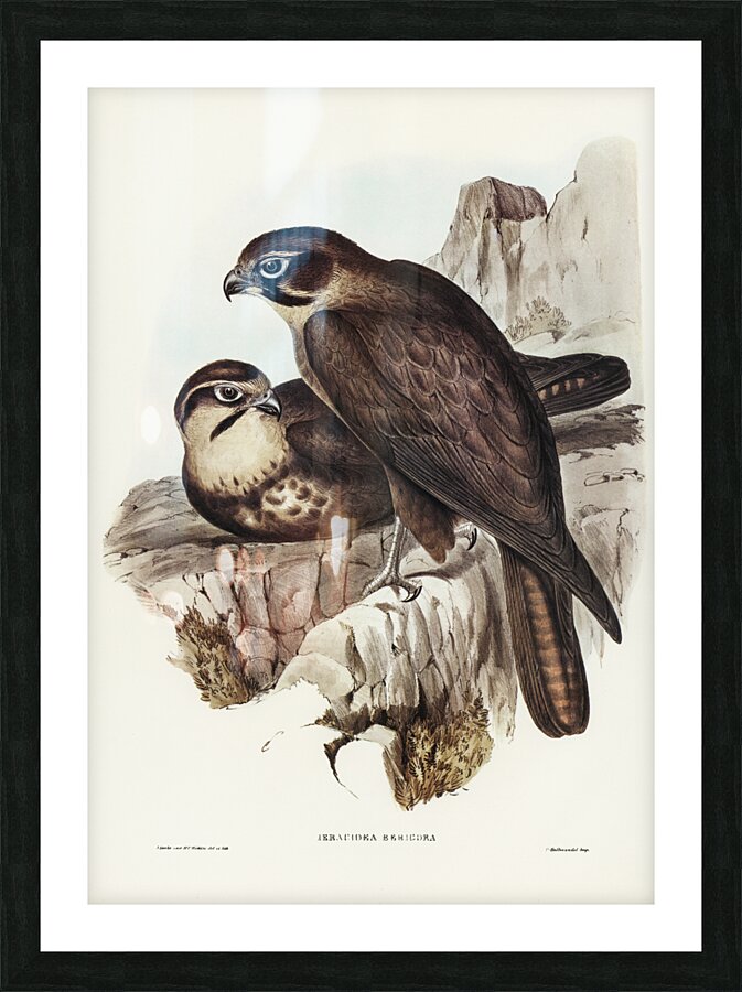 Brown Hawk Ieracidea Berigora illustrated by Elizabeth Gould 1804–1841 for John Gould’s 1804-1881 Birds of Australia  Picture Frame print