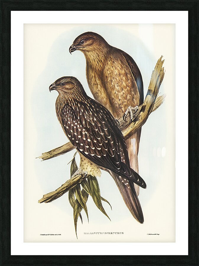 Whistling eagle illustrated by Elizabeth Gould 1804–1841 for John Gould’s 1804-1881 Birds of Australia  Picture Frame print