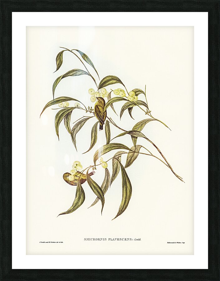 Yellow Weebill Smicrornis flavescens illustrated by Elizabeth Gould 1804–1841 for John Gould’s 1804-1881 Birds of Australia  Picture Frame print