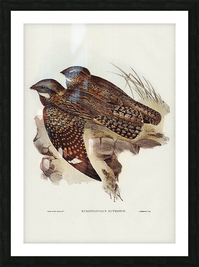 Spotted Goat-sucker Eurostopodus guttatus illustrated by Elizabeth Gould 1804–1841 for John Gould’s 1804-1881 Birds of Australia  Picture Frame print
