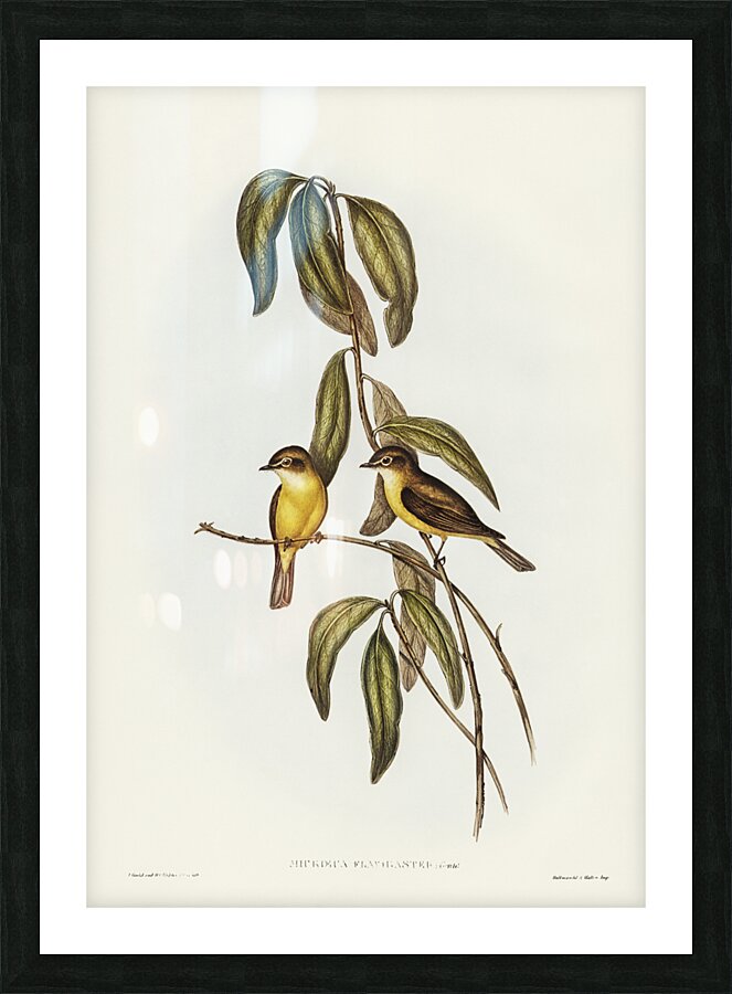 Yellow-bellied flycatcher Microeca flavigaster illustrated by Elizabeth Gould 1804–1841 for John Gould’s 1804-1881 Birds of Australia  Picture Frame print