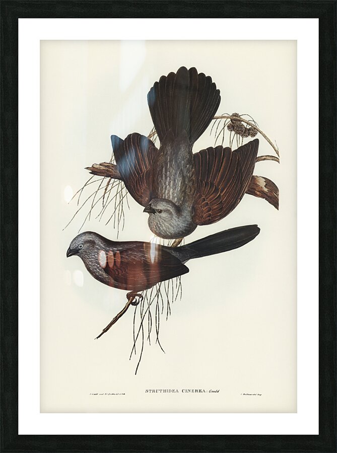 Grey Struthidea Struthidea cinerea illustrated by Elizabeth Gould 1804–1841 for John Gould’s 1804-1881 Birds of Australia  Picture Frame print