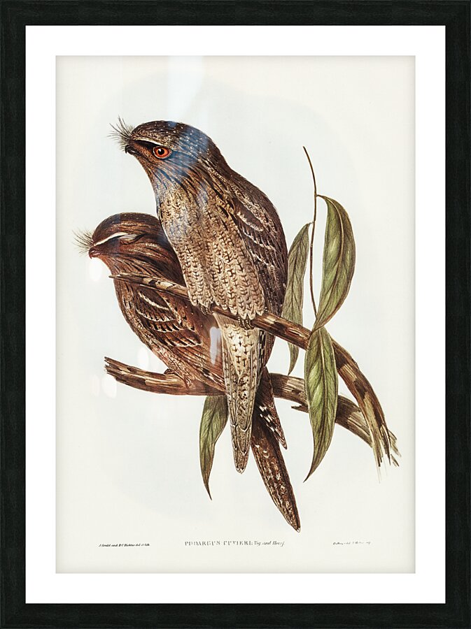 Black-Breasted Buzzard Buteo melanosternon illustrated by Elizabeth Gould 1804–1841 for John Gould’s 1804-1881 Birds of Australia  Picture Frame print