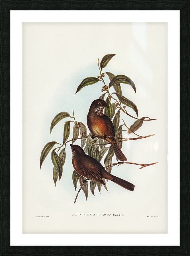 Olivaceous Pachycephala Pachycephala olivacea Vig&Horsf illustrated by Elizabeth Gould 1804–1841 for John Gould’s 1804-1881 Birds of Australia  Picture Frame print