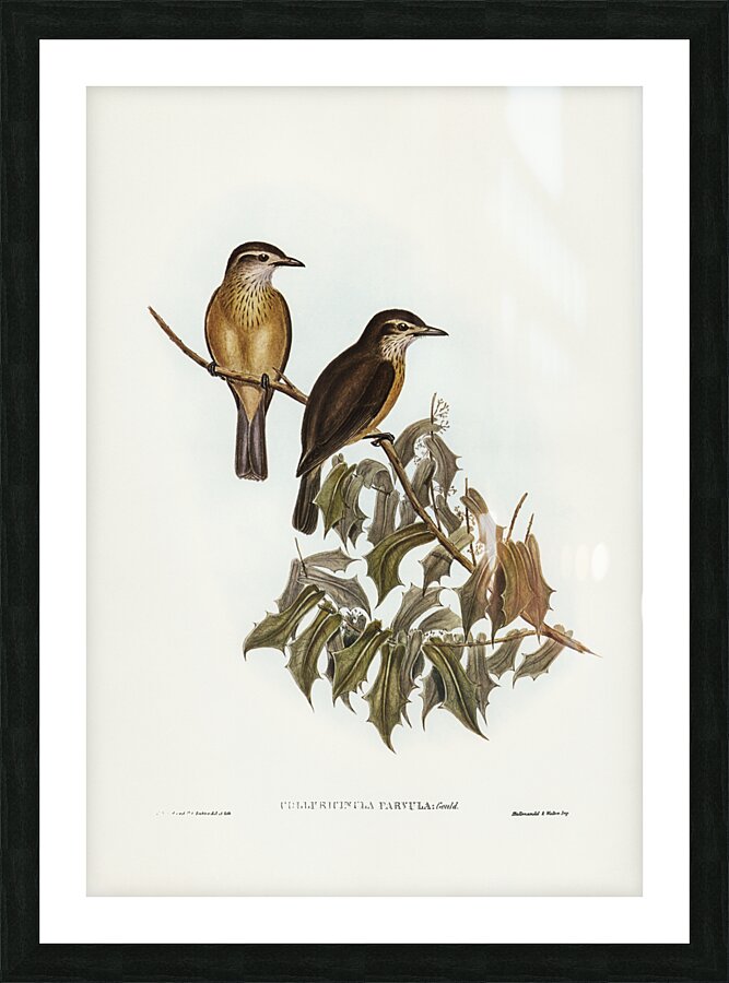 Little Colluricincla Colluricincla parvula illustrated by Elizabeth Gould 1804–1841 for John Gould’s 1804-1881 Birds of Australia  Picture Frame print