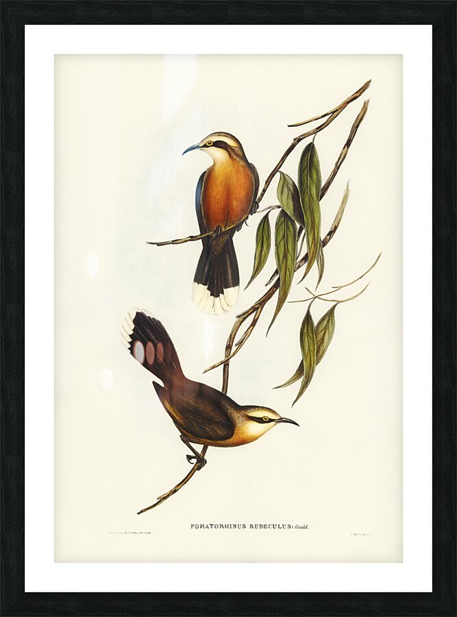 Red-breasted Pomatorhinus Pomatorhinus rubeculus illustrated by Elizabeth Gould 1804–1841 for John Gould’s 1804-1881 Birds of Australia  Impression et Cadre photo