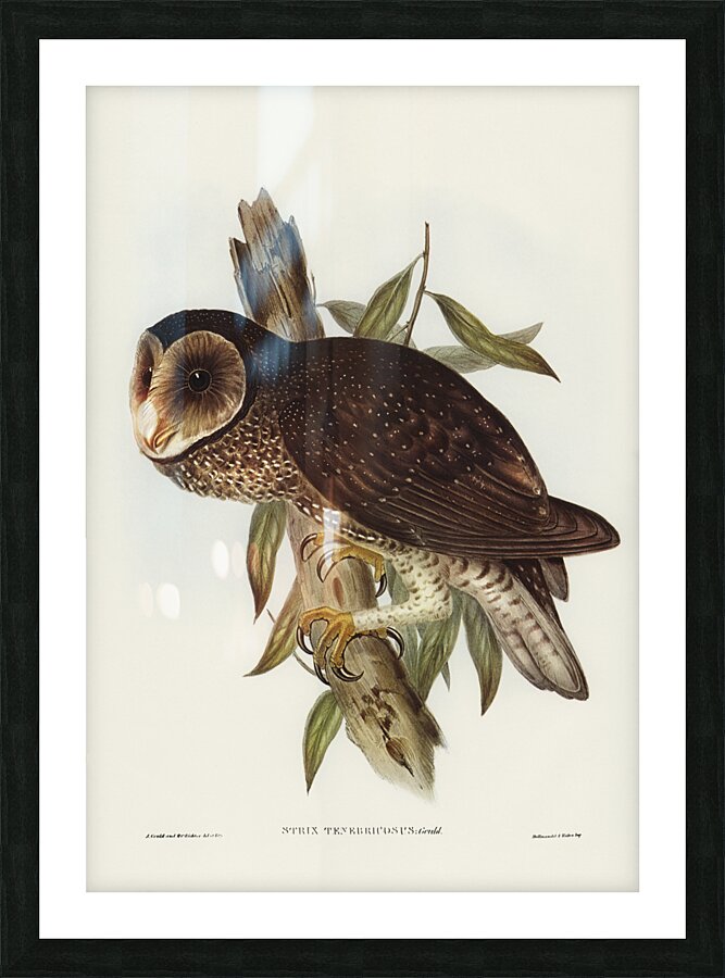 Sooty Owl Strix tenebricosus Gould illustrated by Elizabeth Gould 1804–1841 for John Gould’s 1804-1881 Birds of Australia  Picture Frame print
