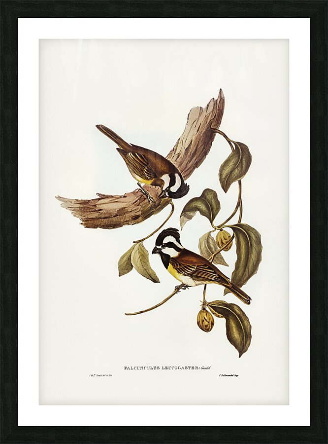 White-bellied Shrike-Tit Falcunculus leucogaster illustrated by Elizabeth Gould 1804–1841 for John Gould’s 1804-1881 Birds of Australia  Picture Frame print
