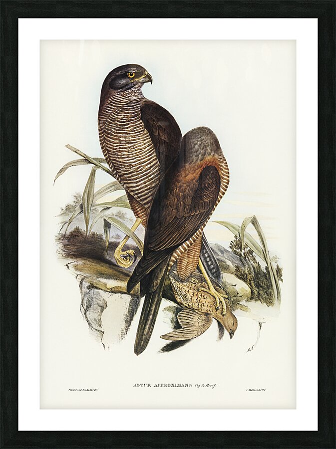 Australian Goshawk Astur approximans illustrated by Elizabeth Gould 1804–1841 for John Gould’s 1804-1881 Birds of Australia  Picture Frame print