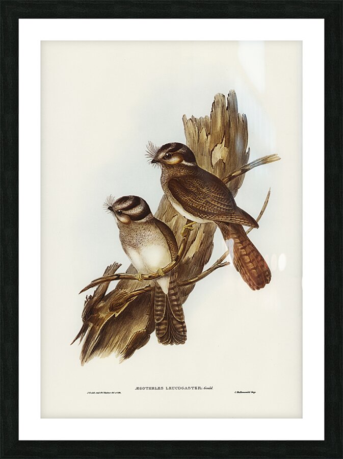 White-bellied Owlet Nightjar Aegotheles leucogaster Gould illustrated by Elizabeth Gould 1804–1841 for John Gould’s 1804-1881 Birds of Australia  Picture Frame print