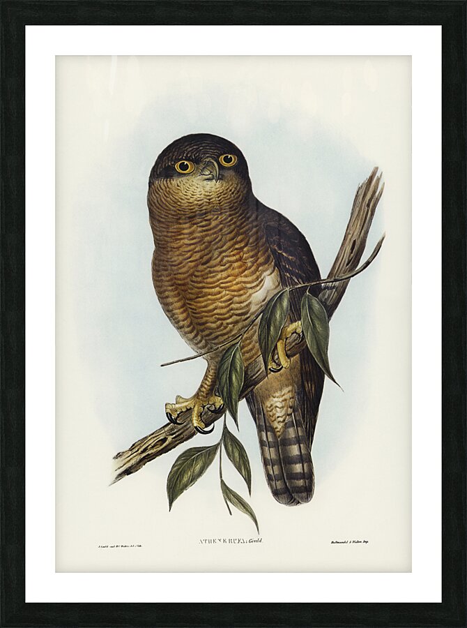 Rufous Owl Athene rufa illustrated by Elizabeth Gould 1804–1841 for John Gould’s 1804-1881 Birds of Australia  Picture Frame print