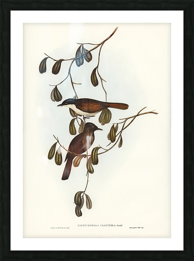 Grey-tailed Pachycephala Pachycephala glaucura illustrated by Elizabeth Gould 1804–1841 for John Gould’s 1804-1881 Birds of Australia  Picture Frame print
