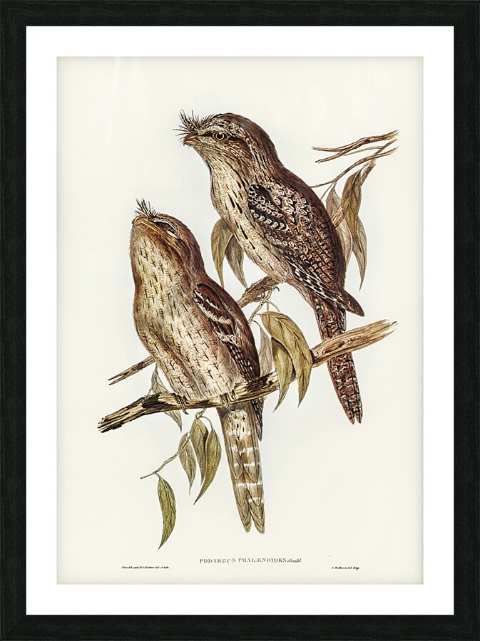 Podargus Phalaenoides and Moth-plumaged Podargus Gould Iillustrated by Elizabeth Gould 1804–1841 for John Gould’s 1804-1881 Birds of Australia  Picture Frame print