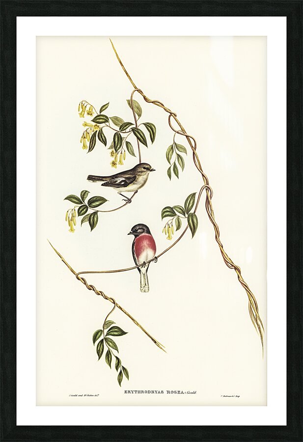 Rose-breasted Wood-robin Erythrodryas rosea illustrated by Elizabeth Gould 1804–1841 for John Gould’s 1804-1881 Birds of Australia  Picture Frame print