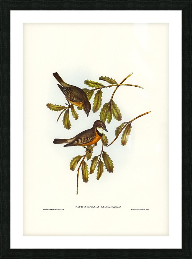 Lunated Pachycephala Pachycephala falcata illustrated by Elizabeth Gould 1804–1841 for John Gould’s 1804-1881 Birds of Australia  Picture Frame print