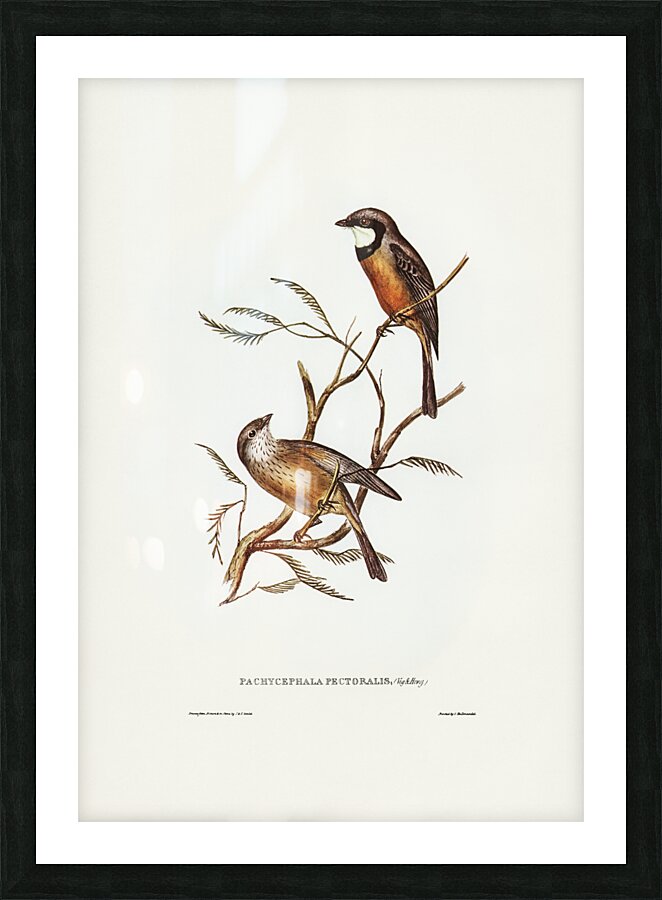 Banded Thickhead Pachycephala pectoralis illustrated by Elizabeth Gould 1804–1841 for John Gould’s 1804-1881 Birds of Australia  Picture Frame print