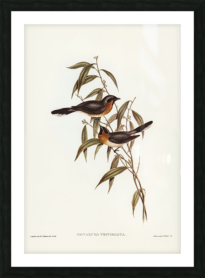 Black-fronted Flycatcher Monarcha trivirgata illustrated by Elizabeth Gould 1804–1841 for John Gould’s 1804-1881 Birds of Australia  Picture Frame print