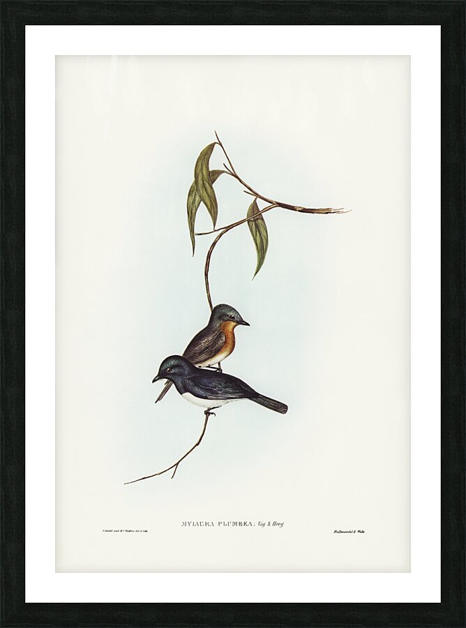 Plumbeous Flycatcher Myiagra plumbea illustrated by Elizabeth Gould 1804–1841 for John Gould’s 1804-1881 Birds of Australia  Picture Frame print