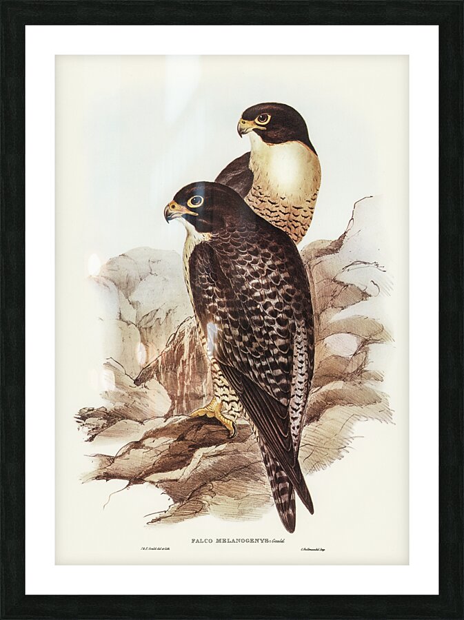 Black-cheeked Falcon Falco melanogenys illustrated by Elizabeth Gould 1804–1841 for John Gould’s 1804-1881 Birds of Australia  Picture Frame print