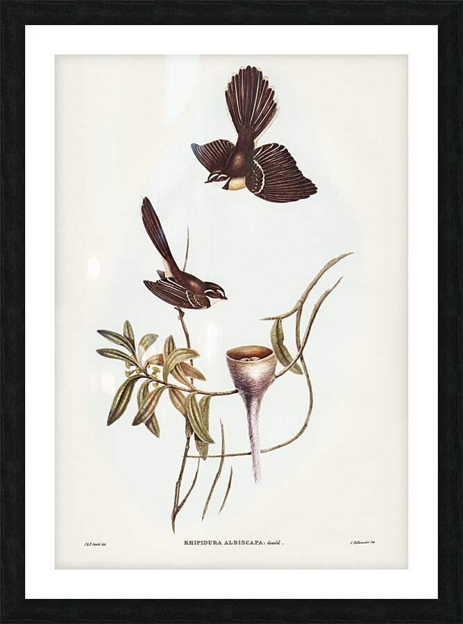 White-shafted Fantail Rhipidura albiscapa illustrated by Elizabeth Gould 1804–1841 for John Gould’s 1804-1881 Birds of Australia  Picture Frame print