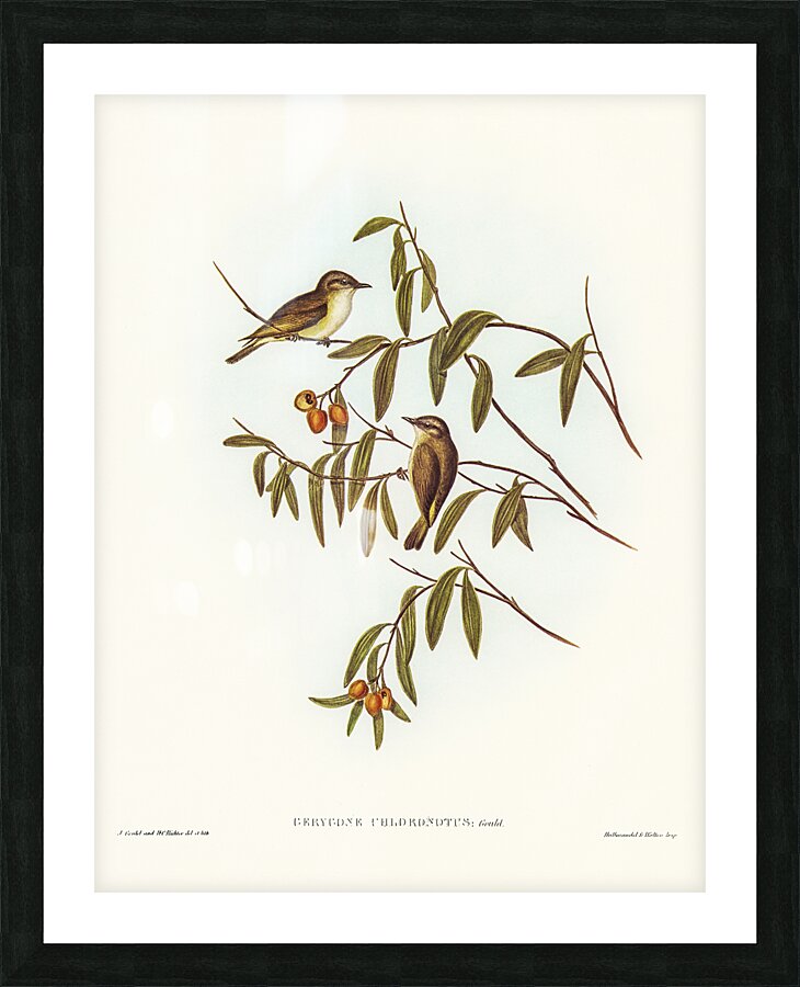 Green-backed Gerygone Gerygone chloronotus illustrated by Elizabeth Gould 1804–1841 for John Gould’s 1804-1881 Birds of Australia  Picture Frame print