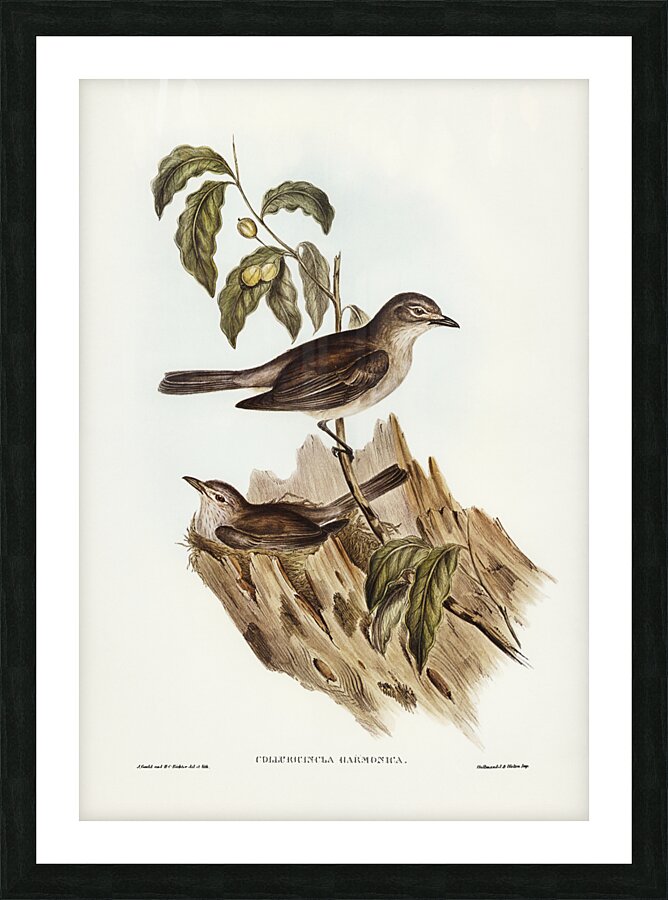 Harmonious Colluricincla Colluricincla harmonica illustrated by Elizabeth Gould 1804–1841 for John Gould’s 1804-1881 Birds of Australia  Picture Frame print
