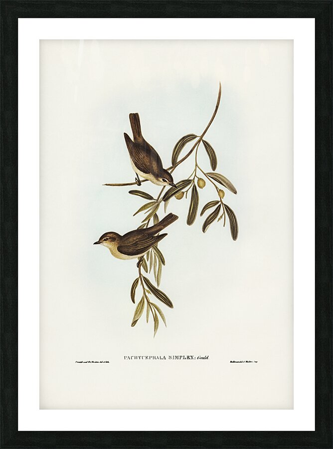 Plain-coloured Pachycephala Pachycephala simplex illustrated by Elizabeth Gould 1804–1841 for John Gould’s 1804-1881 Birds of Australia  Picture Frame print