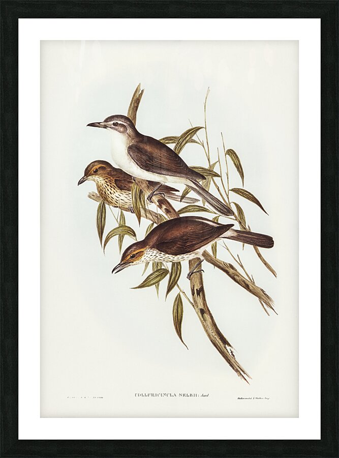 Selby’s Colluricincla Colluricincla Selbii illustrated by Elizabeth Gould 1804–1841 for John Gould’s 1804-1881 Birds of Australia  Impression et Cadre photo