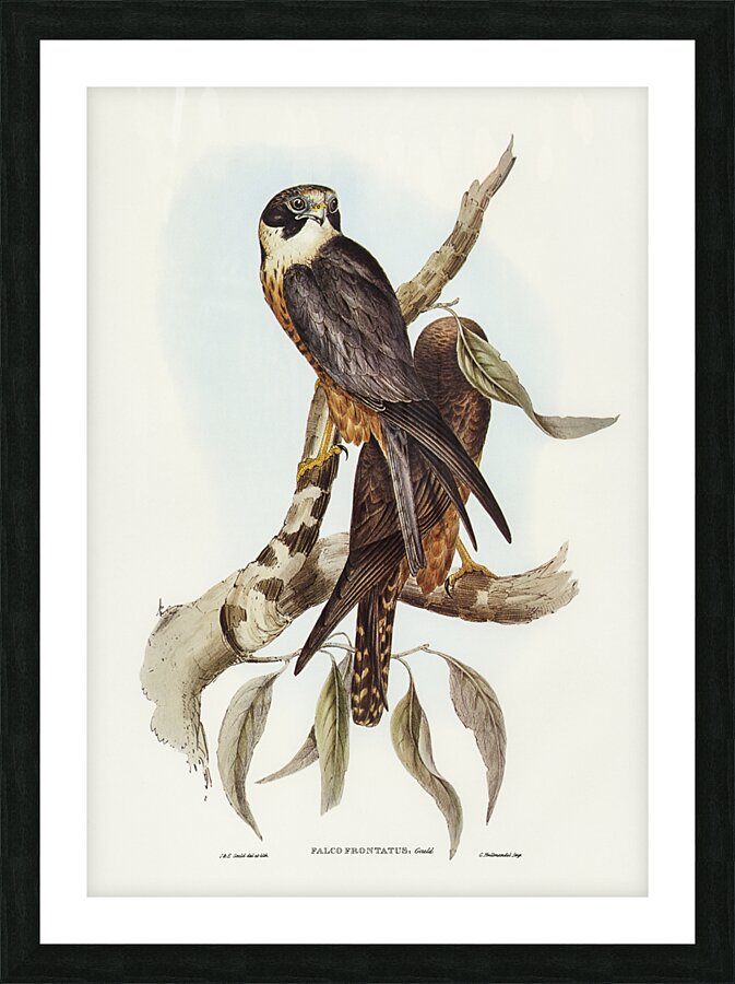 Falcon illustrated by Elizabeth Gould 1804–1841 for John Gould’s 1804-1881 Birds of Australia  Picture Frame print