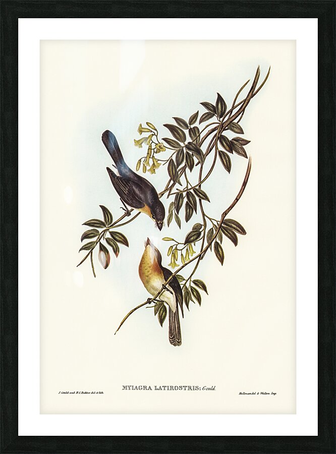 Broad-billed Flycatcher Myiagra latirostris illustrated by Elizabeth Gould 1804–1841 for John Gould’s 1804-1881 Birds of Australia  Picture Frame print