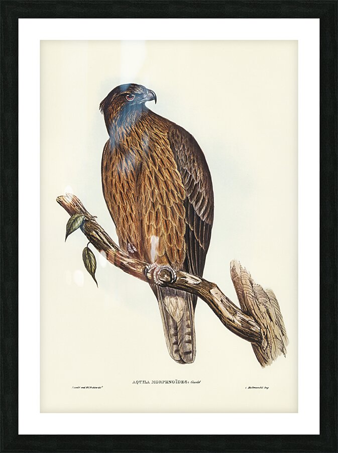 Little Australian Eagle Aquila Morphnoides illustrated by Elizabeth Gould 1804–1841 for John Gould’s 1804-1881 Birds of Australia  Picture Frame print