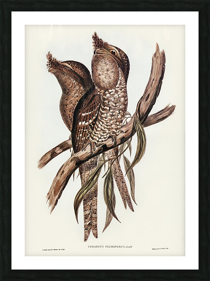 Plumed Podargus Podargus plumiferus illustrated by Elizabeth Gould 1804–1841 for John Gould’s 1804-1881 Birds of Australia  Picture Frame print