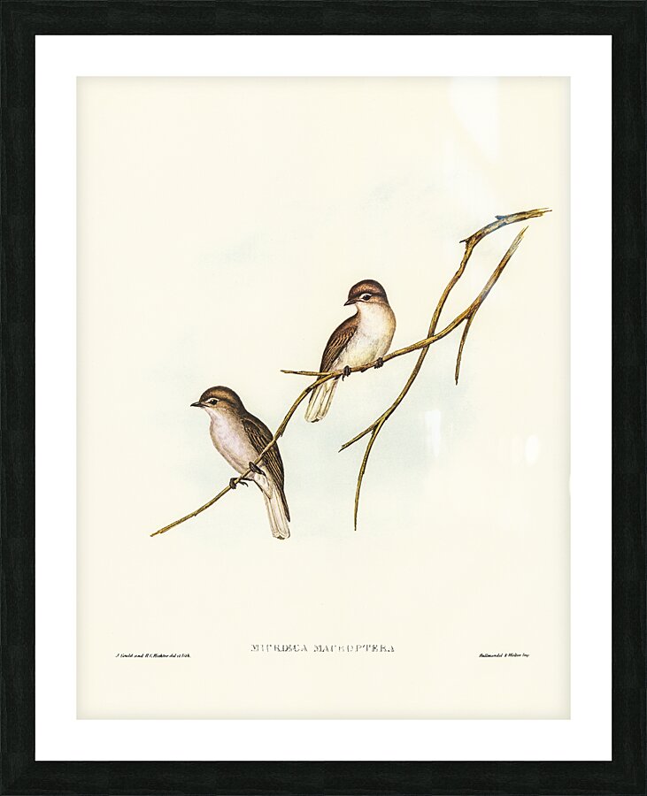 Great-winged Flycatcher Microeca macroptera illustrated by Elizabeth Gould 1804–1841 for John Gould’s 1804-1881 Birds of Australia  Picture Frame print