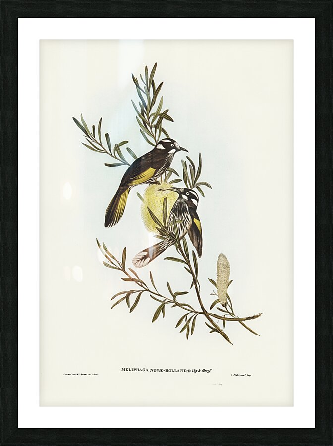 New Holland Honey-eaterillustrated by Elizabeth Gould 1804–1841 for John Gould’s 1804-1881 Birds of Australia  Picture Frame print