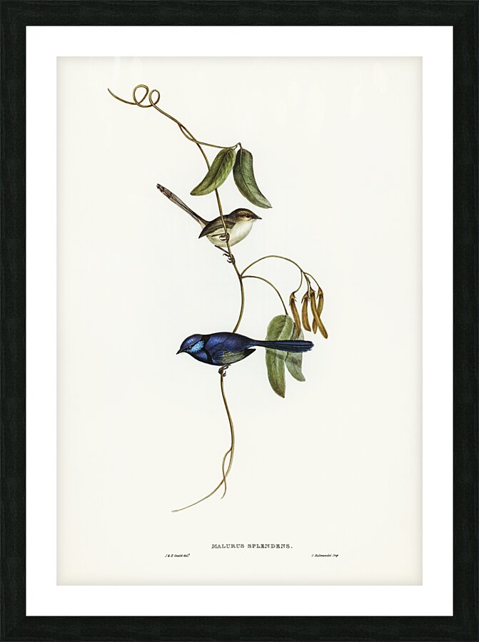Banded Wren Alurus splendens illustrated by Elizabeth Gould 1804–1841 for John Gould’s 1804-1881 Birds of Australia  Picture Frame print