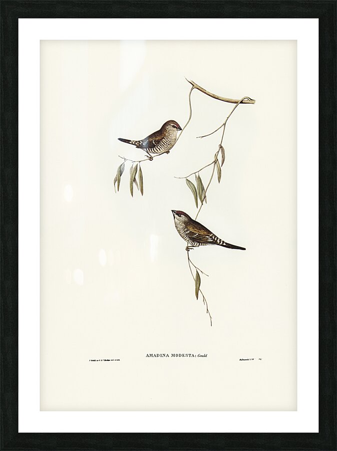 Plain-coloured Finch Amadina modesta illustrated by Elizabeth Gould 1804–1841 for John Gould’s 1804-1881 Birds of Australia  Picture Frame print