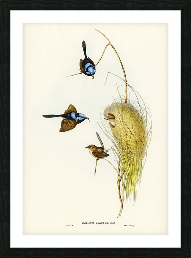 Blue Wren Malurus cyaneus illustrated by Elizabeth Gould 1804–1841 for John Gould’s 1804-1881 Birds of Australia  Picture Frame print