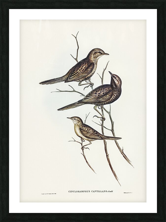Black-breasted Songlark Cincloramphus cantillans illustrated by Elizabeth Gould 1804–1841 for John Gould’s 1804-1881 Birds of Australia  Picture Frame print