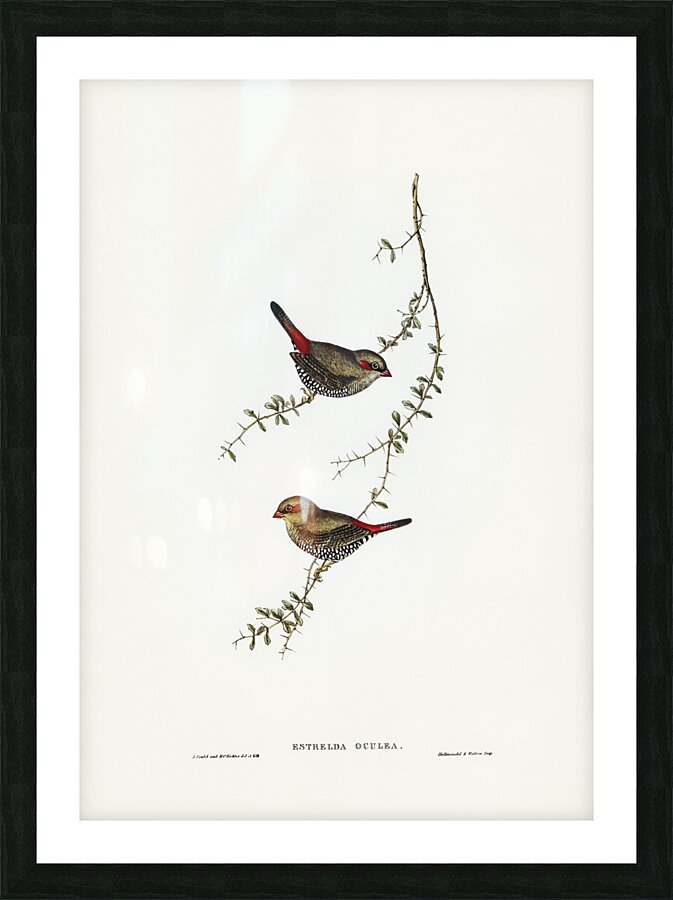 Red-eared Finch Estrelda oculea illustrated by Elizabeth Gould 1804–1841 for John Gould’s 1804-1881 Birds of Australia  Picture Frame print