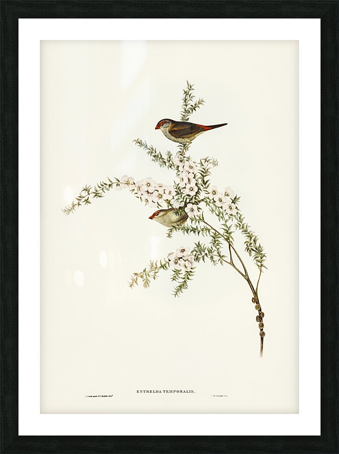 Red-eyebrowed Finch Estrelda temporalis  illustrated by Elizabeth Gould 1804–1841 for John Gould’s 1804-1881 Birds of Australia  Picture Frame print