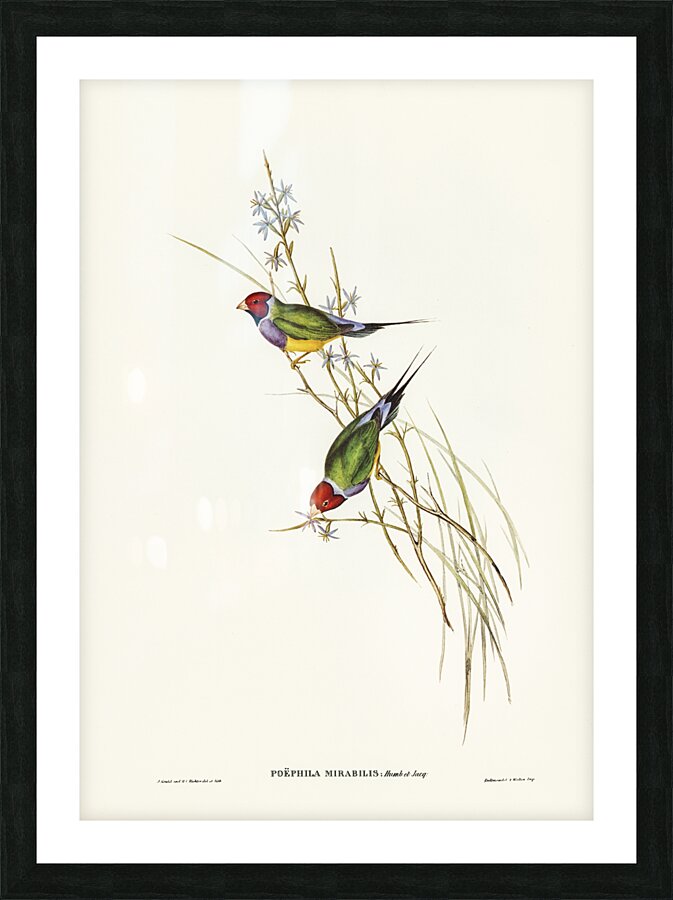 Beautiful Grass Finch Poephila mirabilis Homb&Jacq illustrated by Elizabeth Gould 1804–1841 for John Gould’s 1804-1881 Birds of Australia  Picture Frame print