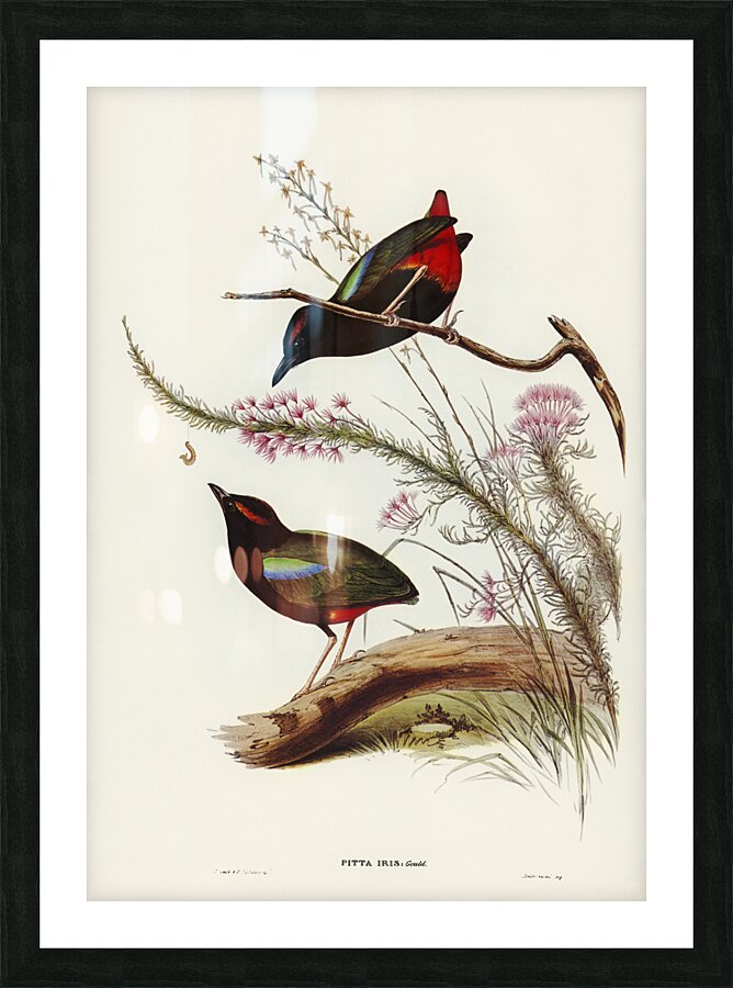 Rainbow Pitta Pitta Iris illustrated by Elizabeth Gould 1804–1841 for John Gould’s 1804-1881 Birds of Australia  Picture Frame print