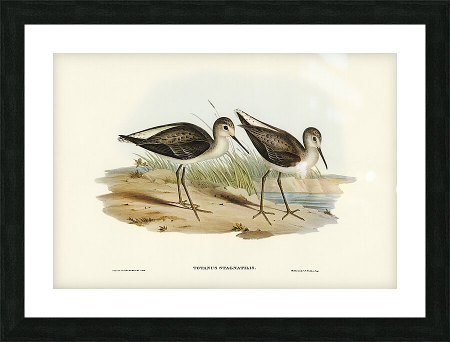 Marsh Sandpiper Totanus stagnatilis illustrated by Elizabeth Gould 1804–1841 for John Gould’s 1804-1881 Birds of Australia  Picture Frame print