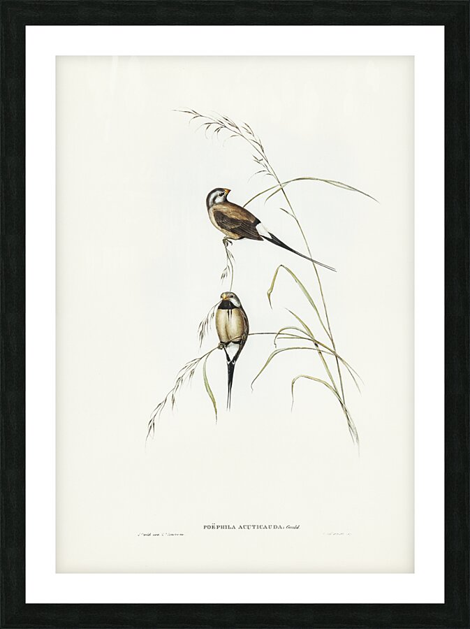 Yellow-breasted Robin Eopsaltria Australis illustrated by Elizabeth Gould 1804–1841 for John Gould’s 1804-1881 Birds of Australia  Picture Frame print