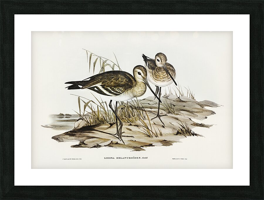 Black-tailed Godwit Limosa Melanuroides illustrated by Elizabeth Gould 1804–1841 for John Gould’s 1804-1881 Birds of Australia  Picture Frame print